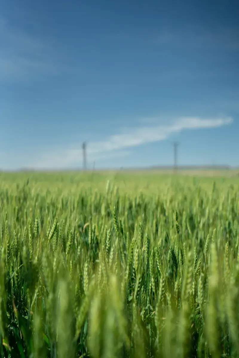 Prácticas sostenibles para una agroindustria más eficiente