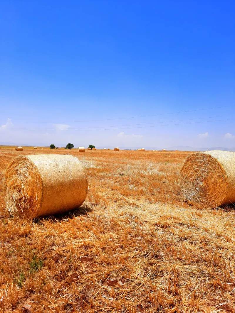 Lavado, calibrado y envasado de frutas y hortalizas